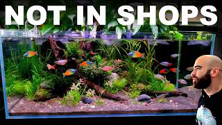 Why Don't These Fish Look Like This In Shops?