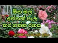 ඕනෑම මල් අත්තක් බය නැතුව හදන්න හොදම ක්