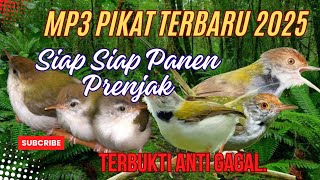 Download lagu BARU !! Suara Pikat Prenjak Lumut Betina Ribut. mp3 Download lagu BARU !! Suara Pikat Prenjak Lumut Betina Ribut. mp3