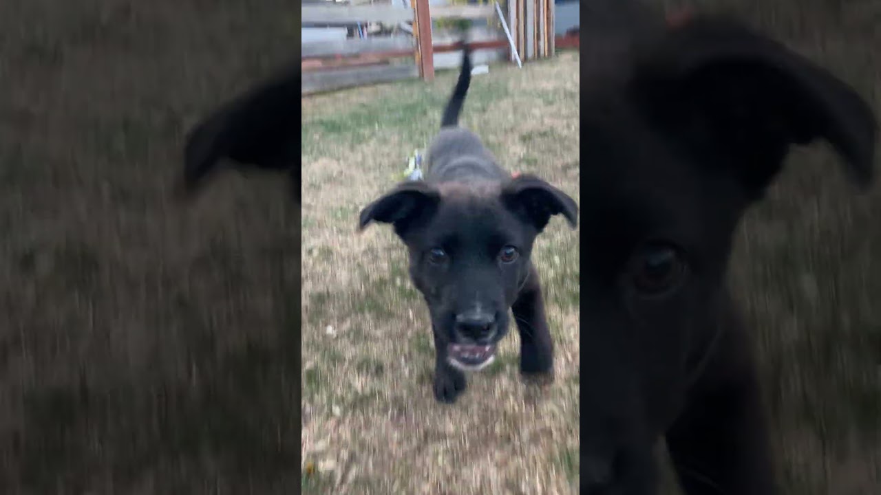 Enlarge Millie, an adopted mixed breed in Fort Collins, CO video 4/5