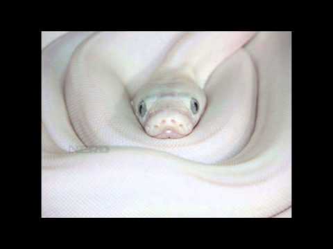 00. KOLDI X KLUCHU X NA WĘŻU [PROD. @808SWAGGABOY]