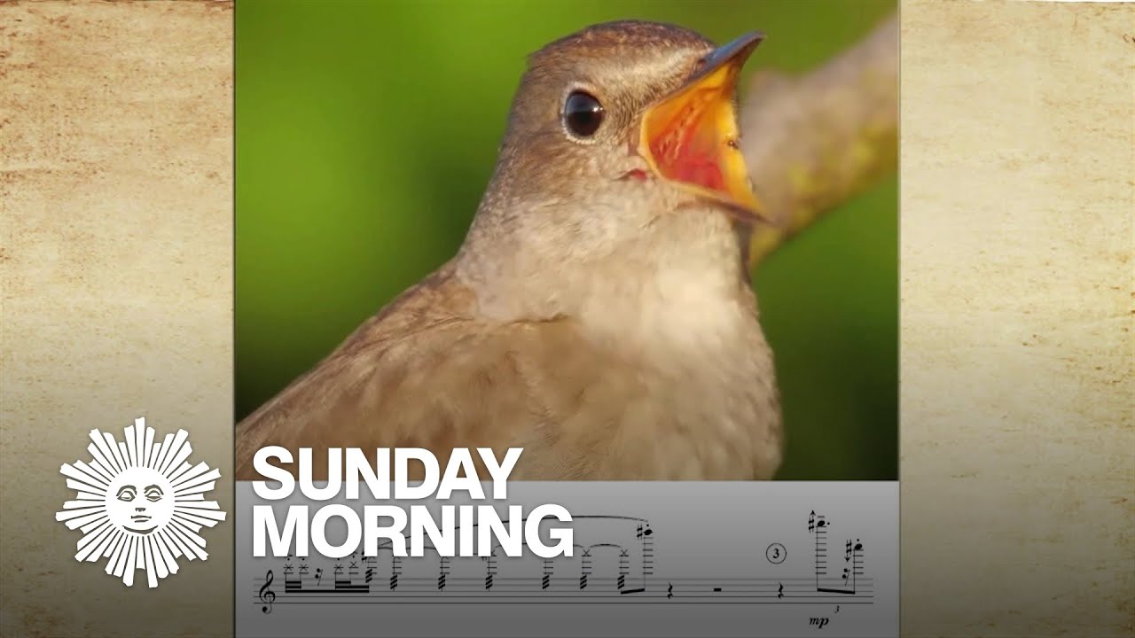 Calls of the wild: A composer transcribes bird songs