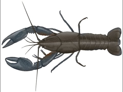 Freshwater Crayfish, catch, cook and eat