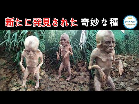 最近発見された種トップ 10