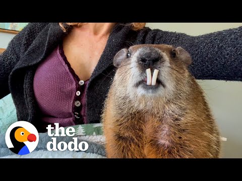 Wild Groundhog Wants Human Mom's Attention At All Times | The Dodo