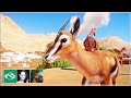 Wildebeest Gazelle Desert Franchise Mode Planet Zoo Ep 7