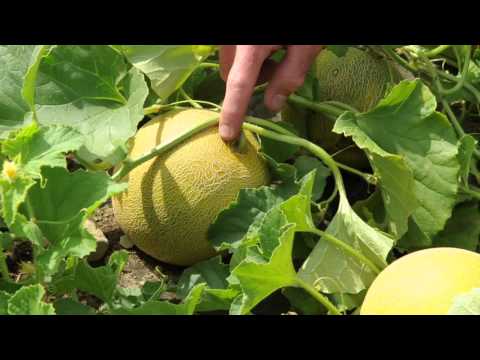 Galia Tropical Melon Harvesting: When to Slip off the Vine