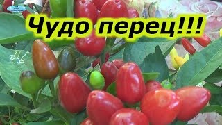 Ссылка