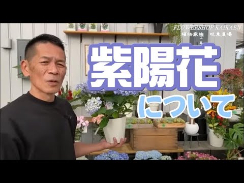 あじさい:最適な場所を見つける方法 植物