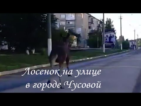 Лосенок в городе