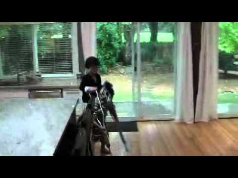 wild crazy zebra with rider