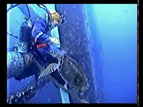 The diver and the turtle.