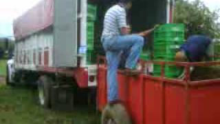 preview picture of video 'Hass Avocado Goroda Imports - Uruapan Michoacan Mexico'