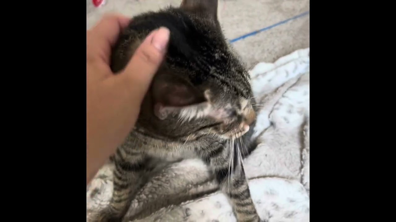 Cayenne, an adoptable Domestic Short Hair in Fort Worth, TX video 3/6