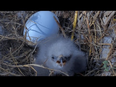 Bald Eaglet (CE14) | Captiva Eagle Cam | PTZ Cam | Connie & Clive | Chat Enabled