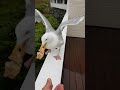 Hand Feeding Herring Gull