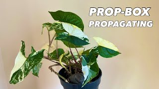 Perlite Prop-Box Propagation with Syngonium Podophyllum Albo Variegata