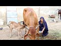 Village Life Evening Routine Cow Milking By Hand Rajasthan Ki Ekta