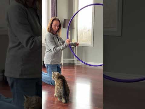 How To Get A Cat To Jump Through A Hoop
