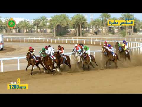 الشوط الثامن - السباق السادس عشر- الرحبة 08/03/2019 Race 8-16th meeting