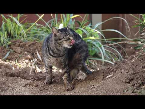 私の庭に穴を開ける動物は何ですか モグラ ネズミ ネズミ