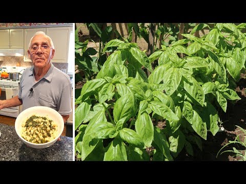 Homemade Pesto Sauce Recipe