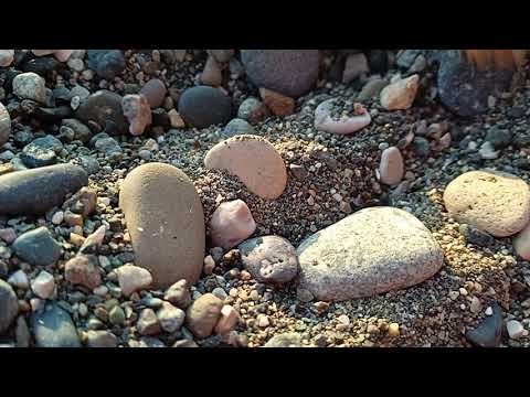 Thylacosmilus vs Macrauchenia