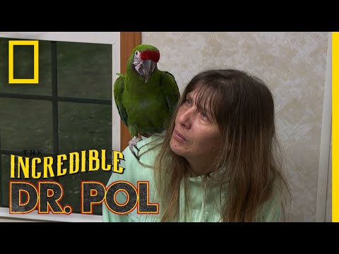 A Macaw With Loose Poop | The Incredible Dr. Pol