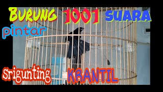 Download lagu SRIGUNTING KRANTIL,ekor Antena, siburung pintar, gacor,black drongo bird,Dicrurus macrocercus mp3