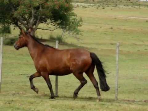 VENDIDA-LT23-Capanegra Olinda-RP1318 (020).mpg