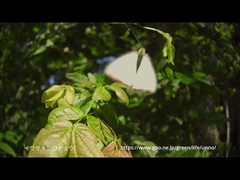 イワサキシロチョウとクモガタシロシロチョウ