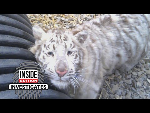 How Easy Is It to Buy a Pet Tiger?