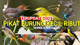 Download lagu SUARA BURUNG KECIL RIBUT~SUARA PIKAT TERBARU mp3