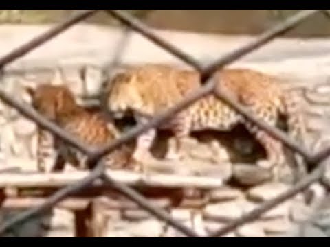 Daring Leopard and Confused Hyena on camera