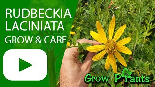 Rudbeckia laciniata - grow & care (Cutleaf coneflower)