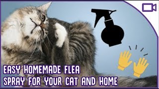 Treating Fleas at Home - DIY Flea Treatment for Cat!