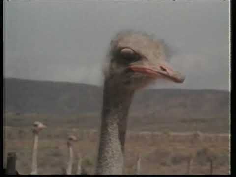 HIERDIE WAS EEN VAN BAIE LEKKER STOOMTREIN SAFARIS JARE GELEDE