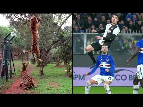 CR7 Jump VS Tiger Jump • Cristiano Ronaldo Amazing Jumping Video