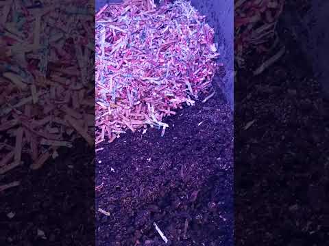 Feeding the worms in the large bin