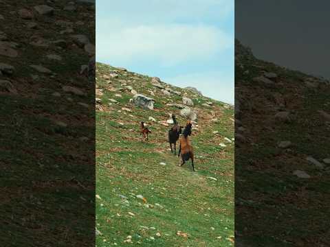 Stallion Controls the Herd 🐎🔥 | The Power of Instinct #horse #naturevideo #horses