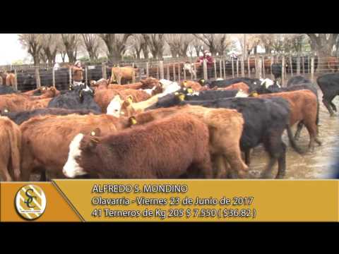23-06-17 Venta de Machos - Alfredo S. Mondino - Olavarria