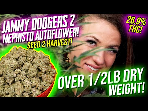 Mephisto Jammy Dodgers #2 Seed To Harvest Autoflower! 26.9%