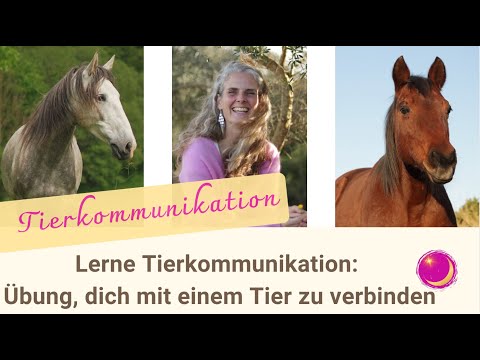 Lerne Tierkommunikation: Übung, dich mit einem Tier zu verbinden