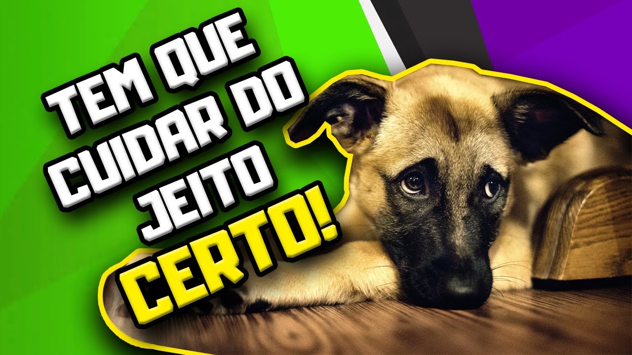 Alimentação natural para Cães com LAMA BILIAR | Dr. Edgard Gomes