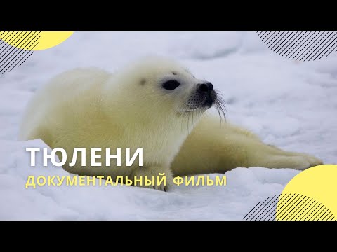 «Тюлени» | Документальный фильм