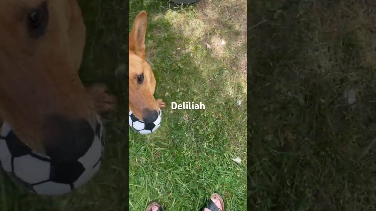 Enlarge Delilah, a Adoptable mixed breed in Durango, CO video 4/4