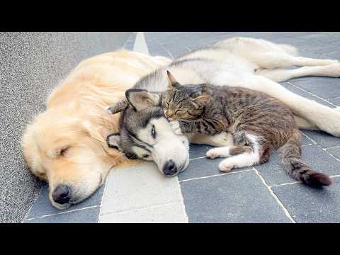 YouTube 썸네일