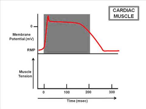 Cardiac Electrophysiology Part 2: Cardiac RefractoryPeriod