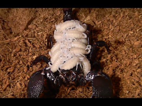 Baby Emperor Scorpions!!! Featured in San Fransisco Academy of Natural Sciences!