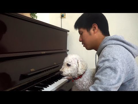 乱乱弹 - 艾伦窝壳的阿龙  ALONE NOOB PIANO COVER